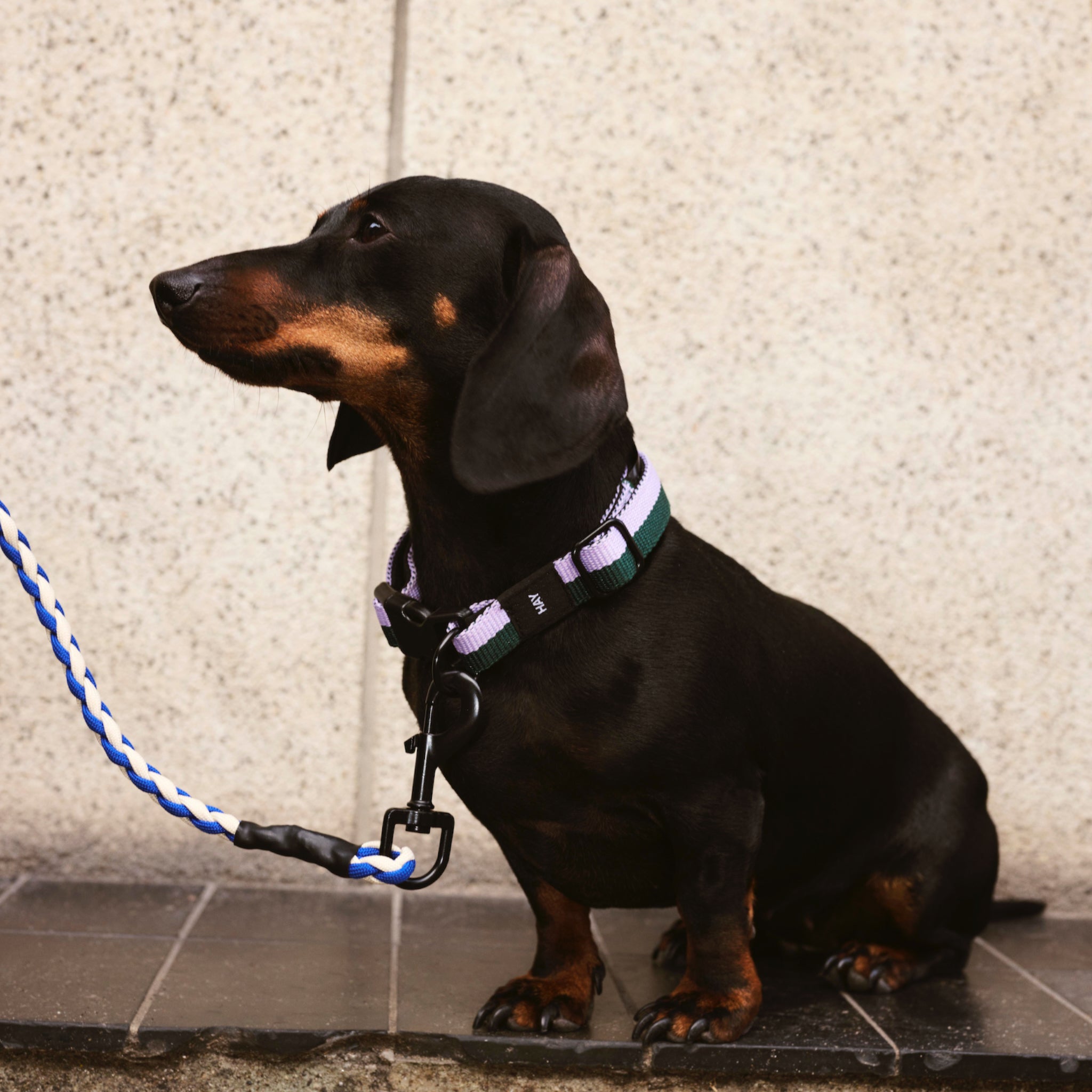 HAY DOGS LEASH BRAIDED (VARIOUS COLORS)