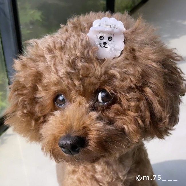 MINI HAIR CLAW BICHON Club Palma 